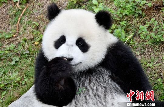 四川聚焦大熊猫保护 推进“四个保护”战略