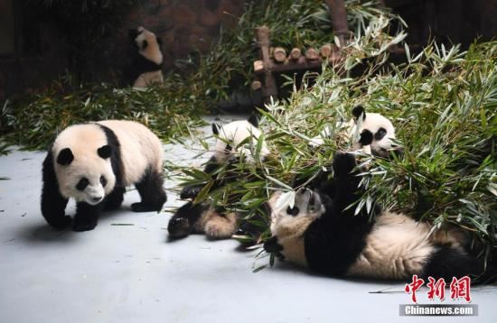 资料图：成都大熊猫繁育研究基地的大熊猫宝宝们在熊猫乐园卖萌，憨态可掬，迷倒众粉丝。 安源 摄